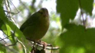 preview picture of video 'Worm-eating Warbler Eating Spider'