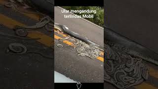 Download lagu Ular anak konda terlindas mobil di sumatra mp3 Download lagu Ular anak konda terlindas mobil di sumatra mp3