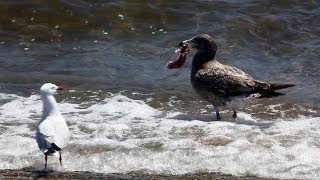 preview picture of video 'Juvenile PACIFIC GULL (Larus pacificus or Troo-gad-dill) disturbed by seagulls during his lunch'
