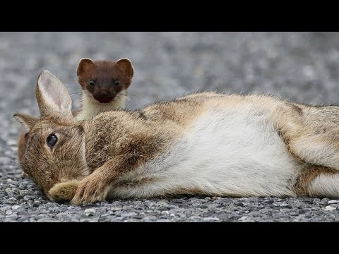 Горностай -  хитрый дружок ласки и дальний родственник медоеда! Горностай против зайцев, кроликов...