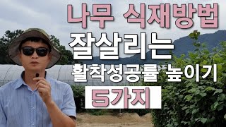 나무 식재법 잘살리고 묘목심는법 5가지