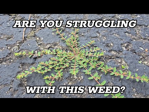 How to get rid of SPURGE WEED