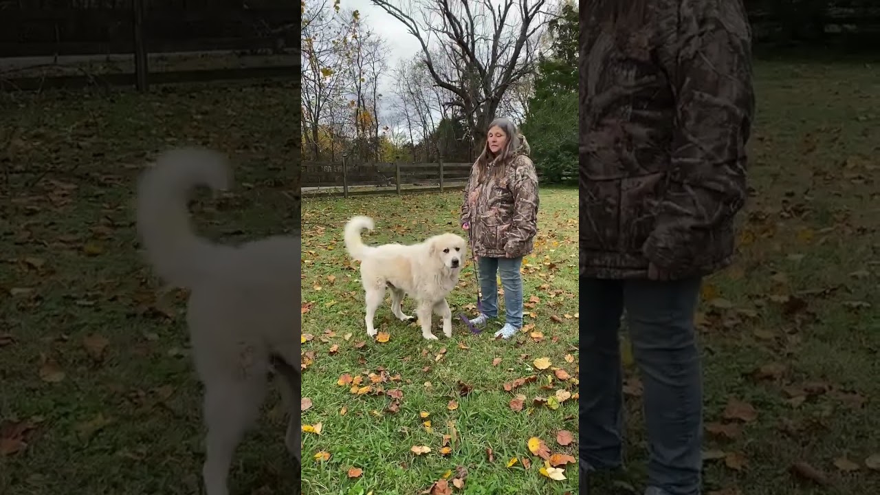 Snowman in TN - Adores Attention!, a ADOPTABLE Great Pyrenees in Lebanon, TN video 4/4