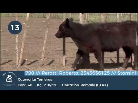 Lote Hembras - Ramallo Bs As