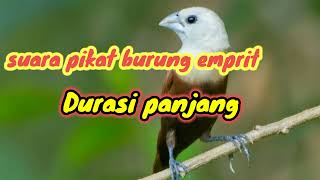 Download lagu suara pikat Burung Emprit Durasi panjang mp3 Download lagu suara pikat Burung Emprit Durasi panjang mp3