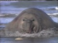 WITF TV Harrisburg Montage May 11 1996