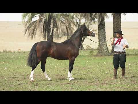 Lote D  - Basco Infinito TE