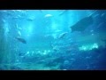 Tauch- und Haifisch Becken im Tunnel im Sea Life ...
