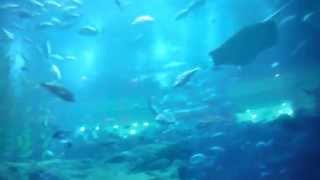 preview picture of video 'Tauch- und Haifisch Becken im Tunnel im Sea Life - Dubai Aquarium & Underwater Zoo der Dubai Mall'