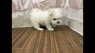 マルチーズの動画01