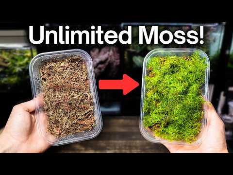 How To Grow Sphagnum Moss - Easy Beginner Method
