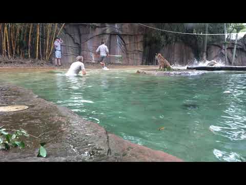 Tiger playtime in Australia Zoo