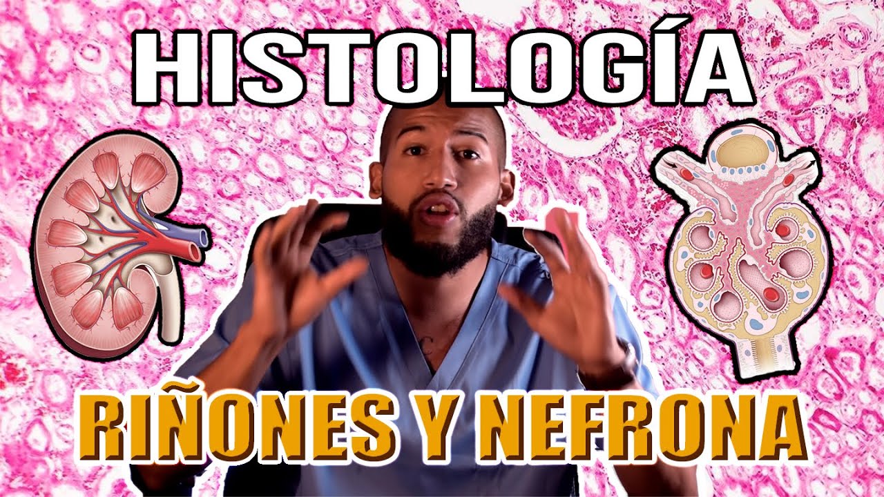 Histología - RIÑÓN y NEFRONA (Túbulo Urinífero, Glomérulo, Cápsula, Túbulos y Asa de Henle)