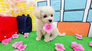 ハーフ犬の動画01