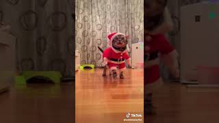 Jingle bell song|Merry Christmas|cat|Santa Claus.