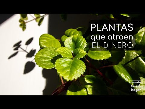, title : 'Plantas que atraen el dinero'