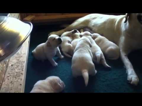 Beau x Maci litter at 3 weeks