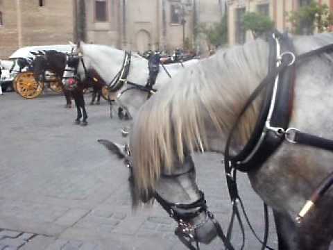 Arme Pferde in Spanien