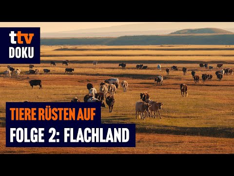 Tiere rüsten auf: Das Flachland (Wildlife Doku, Tierüberleben, Offenland Strategie)