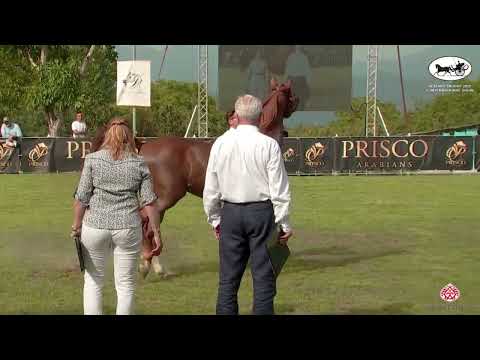 N 60 JUSTICE AL KHAMSA   Vesuvio Trophy 2022   International   Colts 3 Years Old Class 6