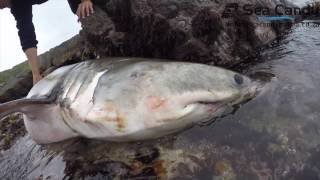 Great White shark dies