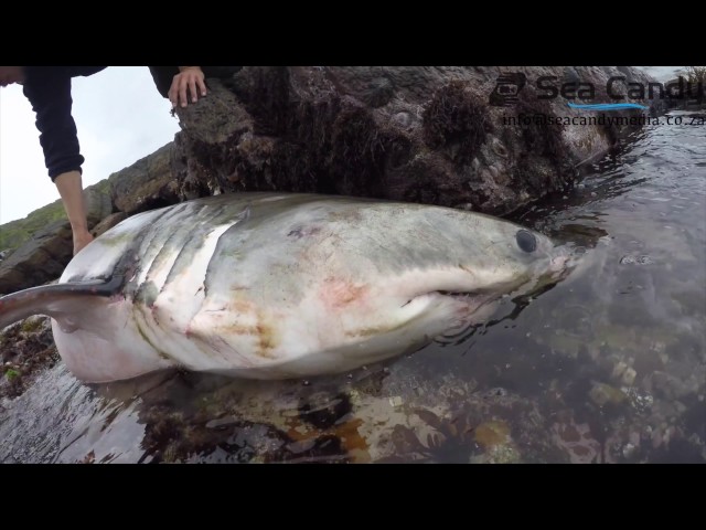 Great White shark dies