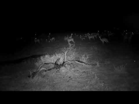 Djuma: Hyena walks near lodge fence then near resting Impalas - 20:44 - 01/06/2023