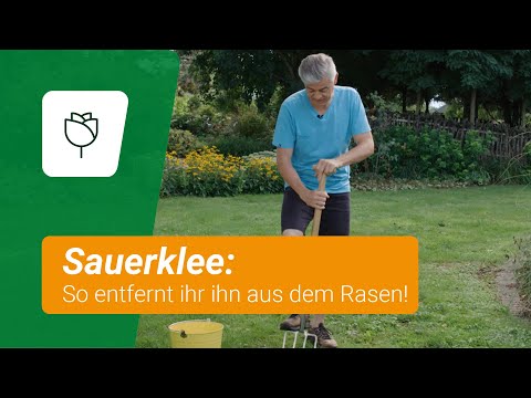 Sauerklee im Rasen: So könnt ihr ihn entfernen!