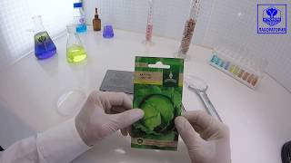 Капуста Слава 1305: отзывы, описание сорта, фото, видео, отзывы ...