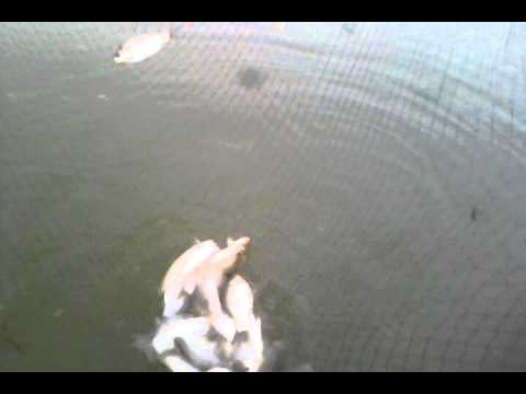 Mostistea Faurei statie, halau-Caras o frumusete!