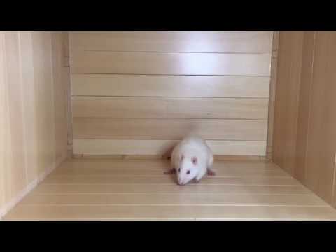 Seizure manifestations with pentylenetetrazol (PTZ)-induced kindling.