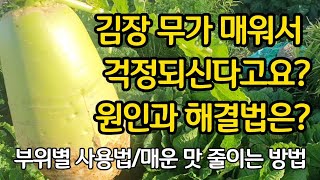 김장무가 매워 걱정되세요? 원인과 해결법은? 부위별 사용법/매운맛 줄이는 방법