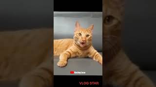 Download lagu jurus kucing paling#kucing  lucu#shortvideo #cat #kucingimut mp3