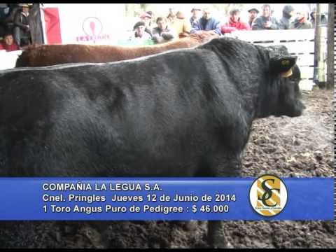 La Legua - Ventas PP - Cnel. Pringles - 12/06/2014