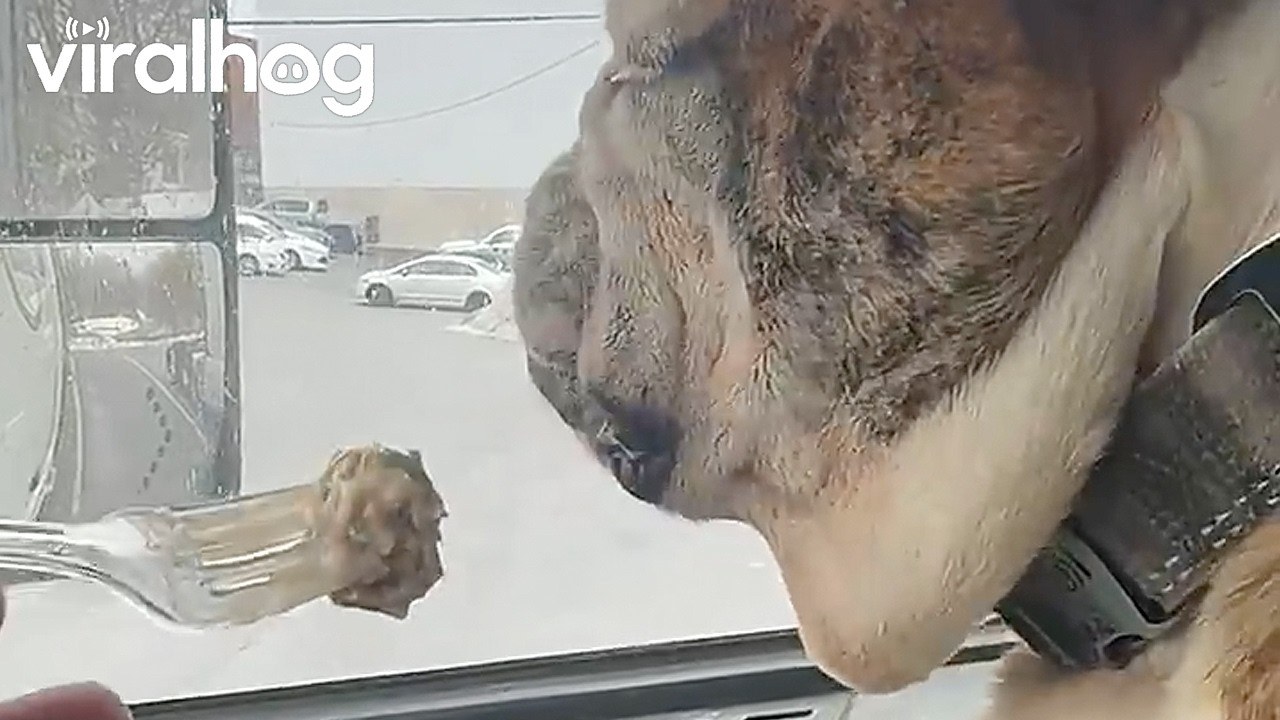 BooBoo the Bulldog Needs Convincing to Try a Meatball || ViralHog