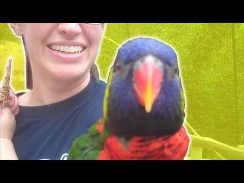 BIRD ATTACK!! Video