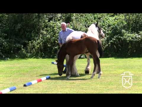 Hengstfohlen von Cascadello I - Cassini I - Lucky Lionell