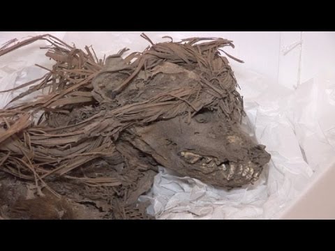 Cementerio prehispánico de perros y humanos bajo zoo en Perú