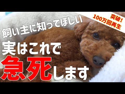 15 犬の世話