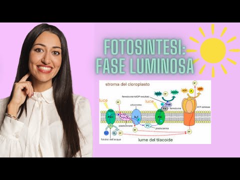 PHOTOSYNTHESIS: LIGHT PHASE / SUPER SIMPLIFIED VIDEO
