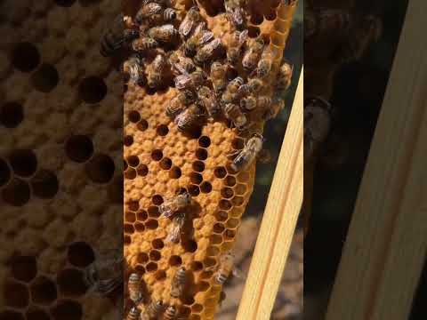 500g Jagdev Eucalyptus Honey