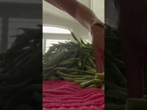 How to Freeze your Extra Green Beans