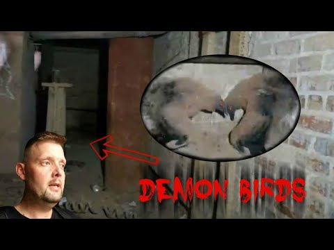 "DEMON LOOKING BIRDS" CAUGHT ON LIVESTREAM Video