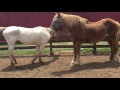 Blind Horses