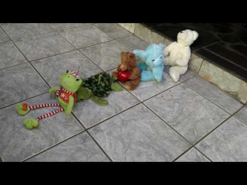 Arca de Noé - Clube Plêiades Unidade Linxy