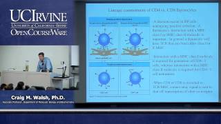 Biological Sciences M121. Immunology with Hematology. Lecture 14. Development of T lymphocytes.