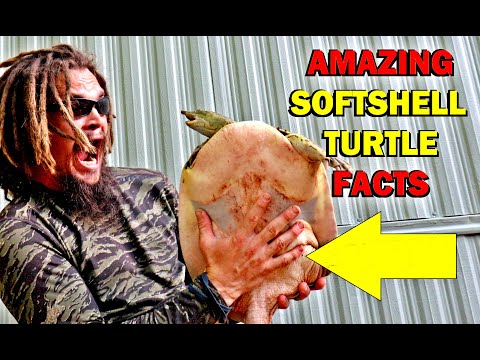 AMAZING SOFTSHELL TURTLE FACTS