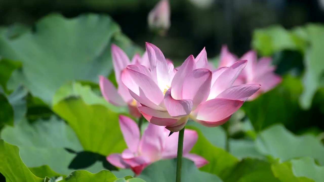 Exploring Insight Timer Sleep Music for Better Rest, insight timer sleep music