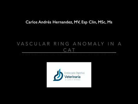 Vascular ring anomaly in a cat