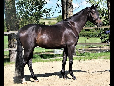 Indigo von Worrenberg, OL, geb. 2018, Wallach, Indian Rock x Rock for ever x Jazz, 168 cm